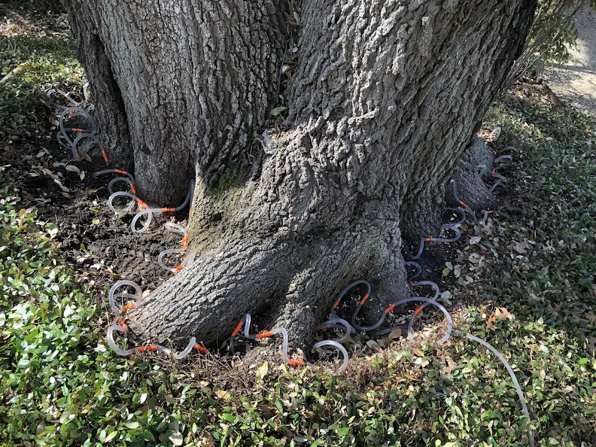 Detailed Tree Cabling and Bracing job site in Montmorenci