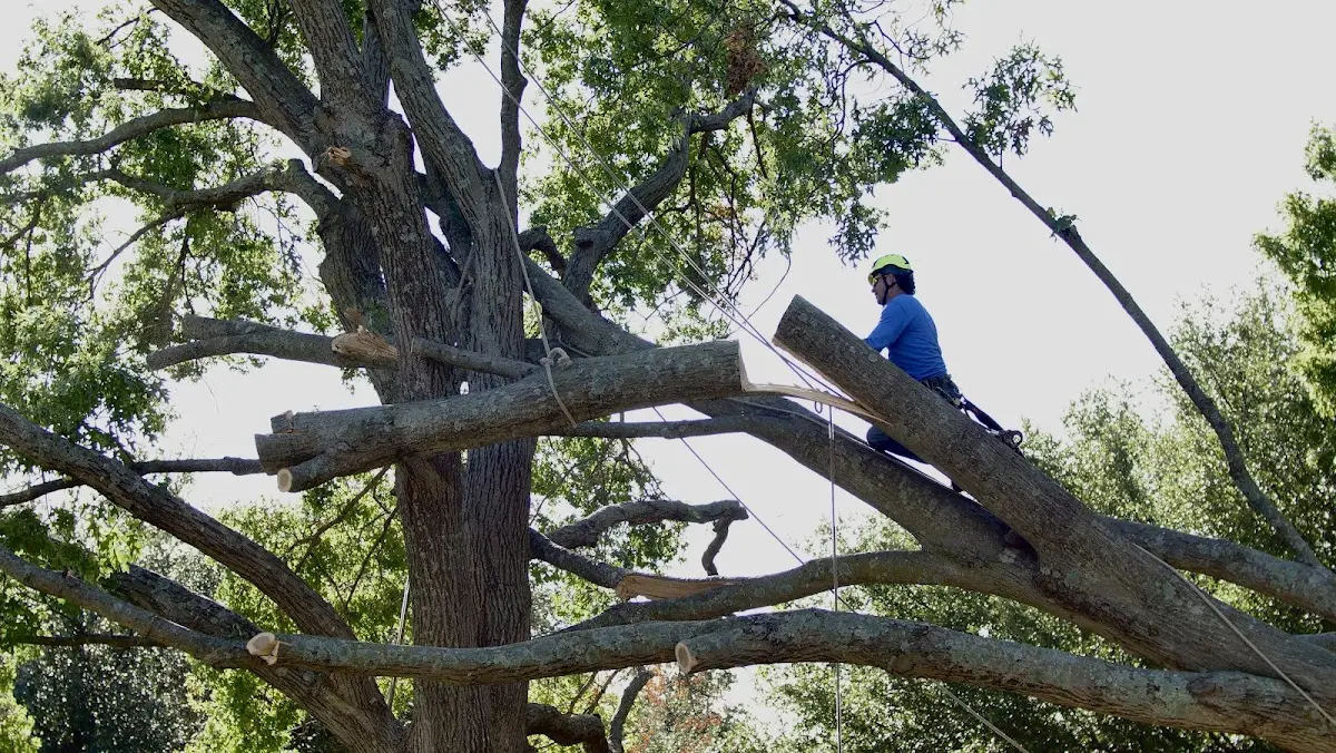 Professional Hazardous Tree Removal performed by certified arborists in Montmorenci