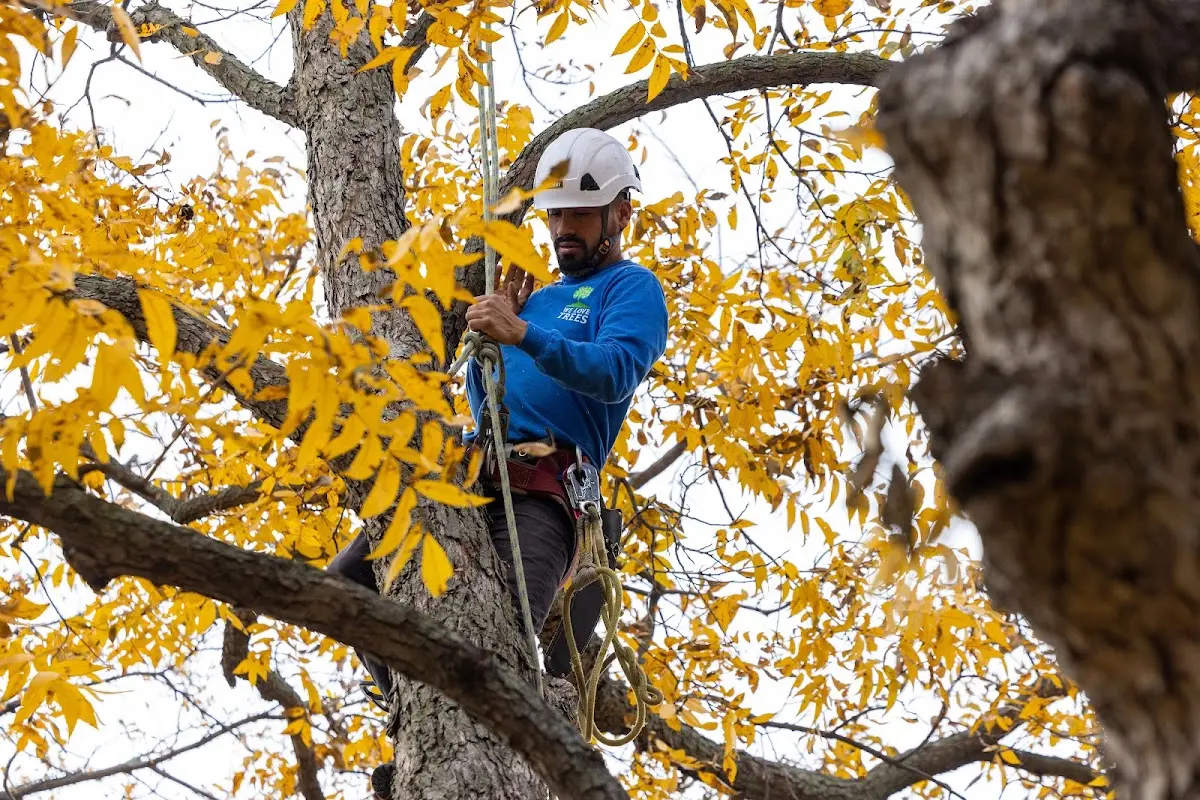 Skilled Tree Pruning crew working in Montmorenci