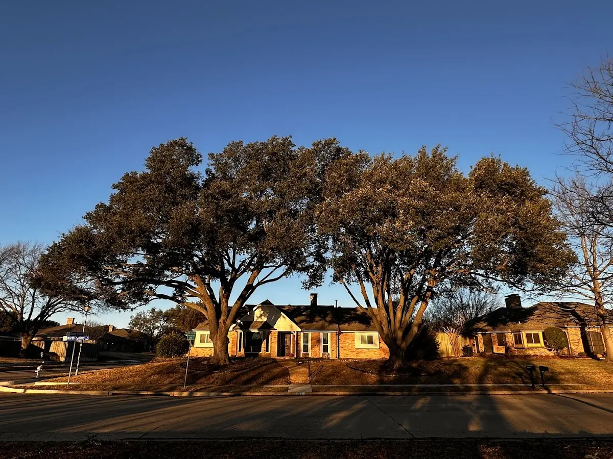 Established residential canopy tree shading a home in Montmorenci